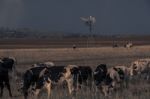 Australian Cows Stock Photo