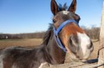 Horse Portrait Stock Photo