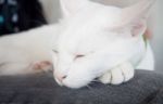 White Cat Sleeping In Cat Cafe Stock Photo