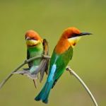 Chestnut-headed Bee-eater Stock Photo