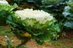 White Green Ornamental Cabbage Close Up Stock Photo