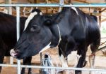 Milch Cows During Milking In Farm Stock Photo