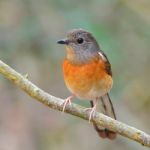 White-rumped Shama Bird Stock Photo