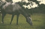 Horse In The Countryside Stock Photo