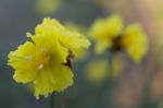 
Xyridaceae Beautiful Field Full Of Yellow Macro For Details Stock Photo