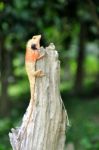 Lizard On Cactus Stock Photo