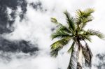 View Up To The Sky Under The Coconut Tree Stock Photo