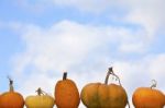 Pumpkins On Sky Background Stock Photo