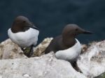 Guillemot Uria Aalge Stock Photo