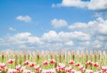 Colorful Tulips With Wood Fence Against Blue Sky Background Stock Photo