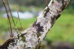 Two Mantis Camouflaged On Tree Branches Stock Photo
