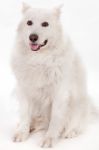 White Dog Sitting Stock Photo