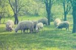 Sheep And Lamb On Green Field Stock Photo