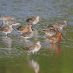 Asian Dowitcher Stock Photo