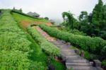 The Walkway Along With The Garden Stock Photo