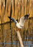 Seagull Squawking Stock Photo