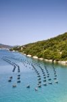 Mussels Farming  Stock Photo