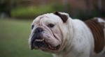 Head Of English Bulldog Stock Photo