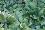 Water Hyacinth Stock Photo