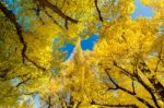 Beautiful Ginkgo Trees Stock Photo