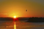 Bald Eagle At Sunrise Stock Photo