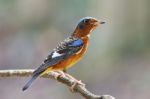 Rock Thrush Stock Photo