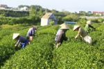 Dalat, Vietnam, June 30, 2016: A Group Of Farmers Picking Tea On A Summer Afternoon In Cau Dat Tea Plantation, Da Lat, Vietnam Stock Photo