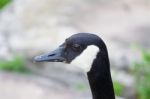 Calm Cackling Goose Close-up Stock Photo