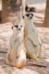 Two Meerkats Stock Photo