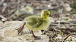 Beautiful Isolated Image Of A Cute Funny Chick Of Canada Geese On A Stump Stock Photo