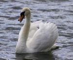 Beautiful Isolated Image With A Screaming Swan Stock Photo