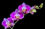 A Spray Of Orchid Flowers Stock Photo