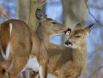 Beautiful Funny Image With A Pair Of The Cute Wild Deers Stock Photo