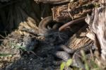 Common European Adder (vipera Berus) Stock Photo