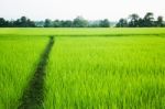 Rural Rice Field Green Grass Stock Photo