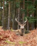 Red Stag Lying Down Stock Photo