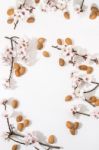 Almond Tree Branch And Almonds Stock Photo