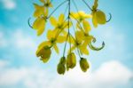 Cassia Fistula Flower Background, Selective Focus Stock Photo