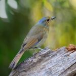 Female Large Niltava Stock Photo