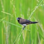 Whte-rumped Munia Stock Photo