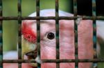 Major Mitchell Cockatoo Behind Cage Stock Photo