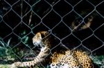 Caged Spotted Leopard Stock Photo