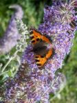 Small Tortoiseshell (aglais Urticae) Feeding On A Buddleia Stock Photo