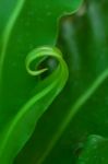 Green Leaves In Grown Stock Photo