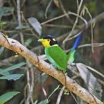 Long-tailed Broadbill Stock Photo