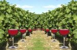 Wine Vineyard Stock Photo