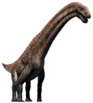 Titanosaurus Stock Photo