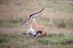 Red Lechwe Antelope (kobus Leche) Stock Photo