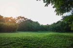 Lawns And Trees With Sunlight Stock Photo