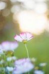 Cosmos With Sunset Stock Photo